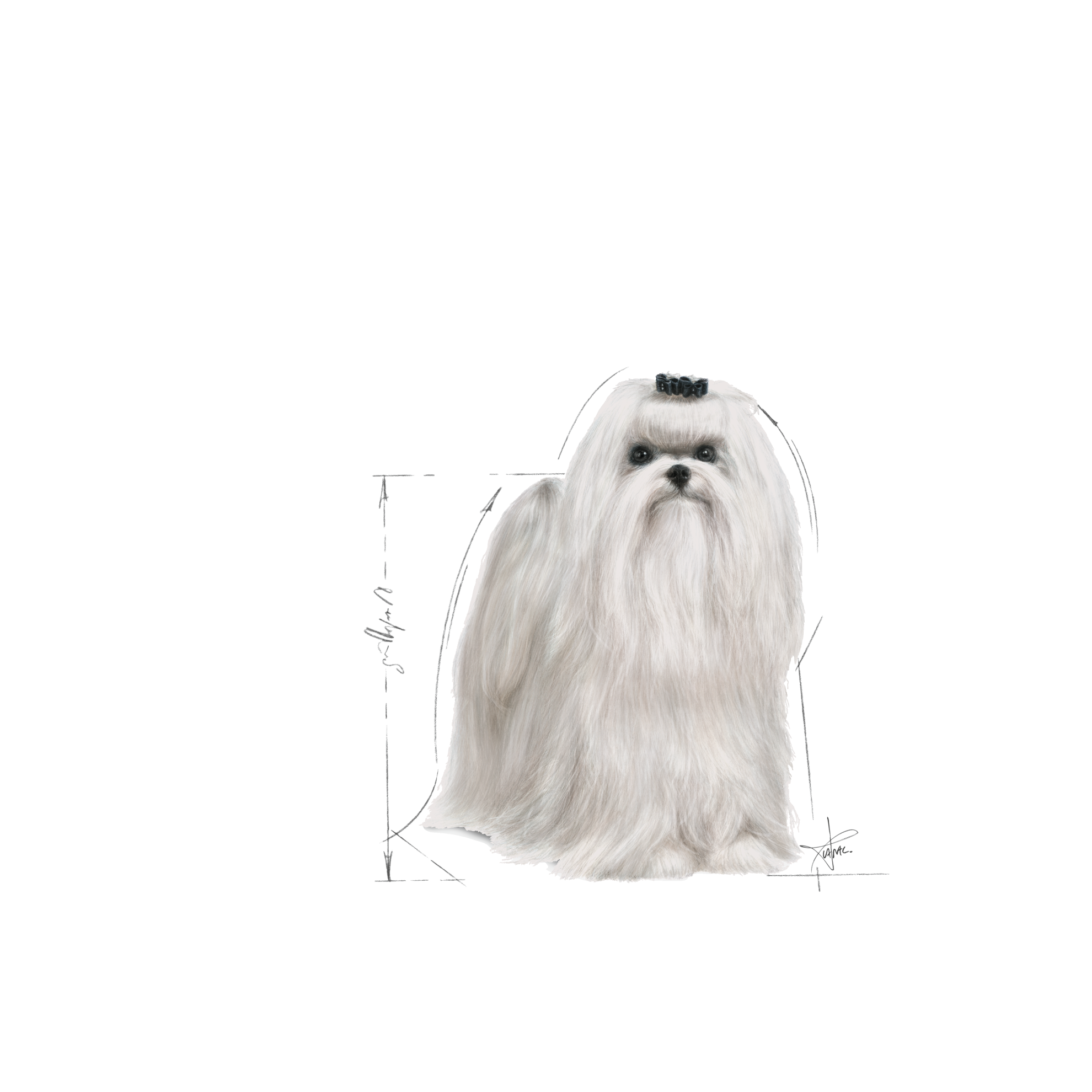 Malteser  Royal Canin DE