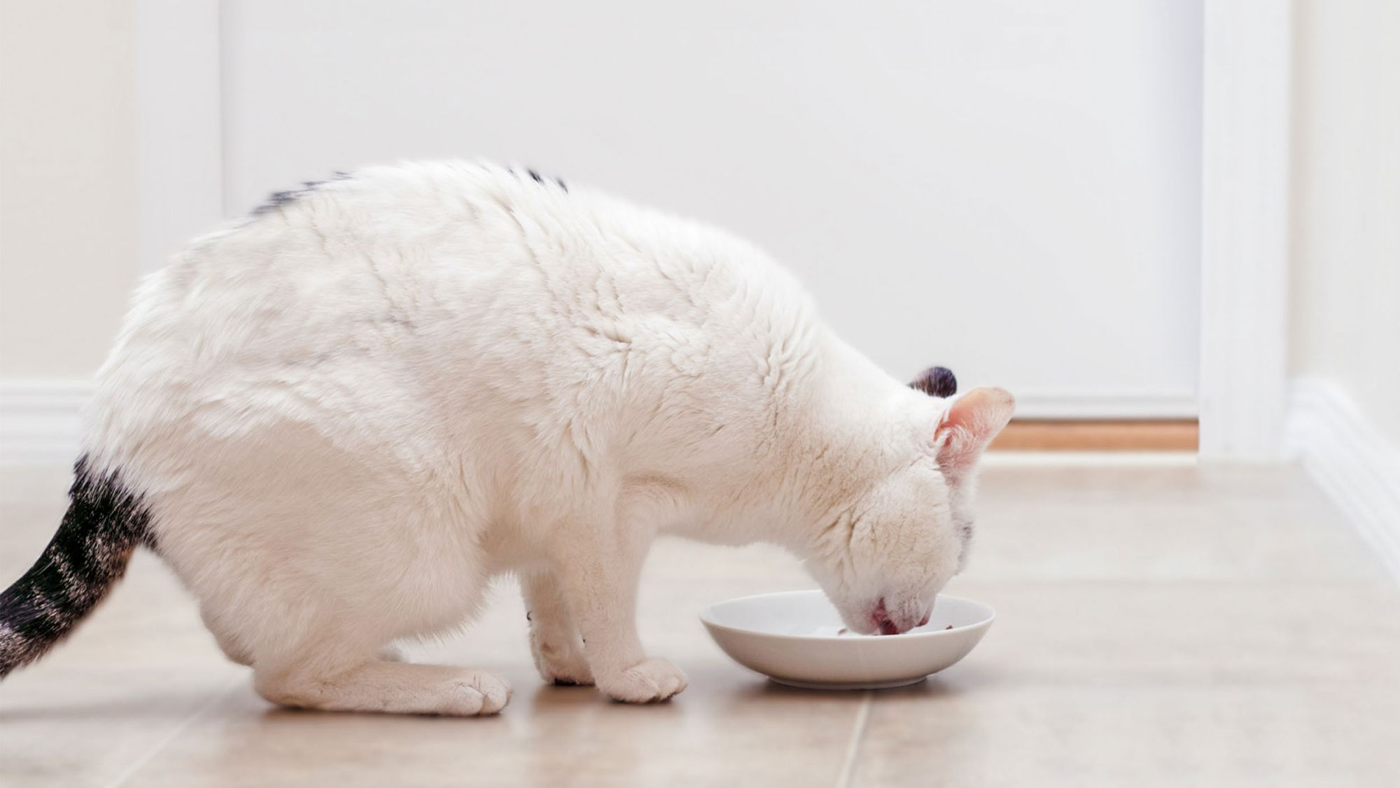 cat eating inside the house with a white bowl