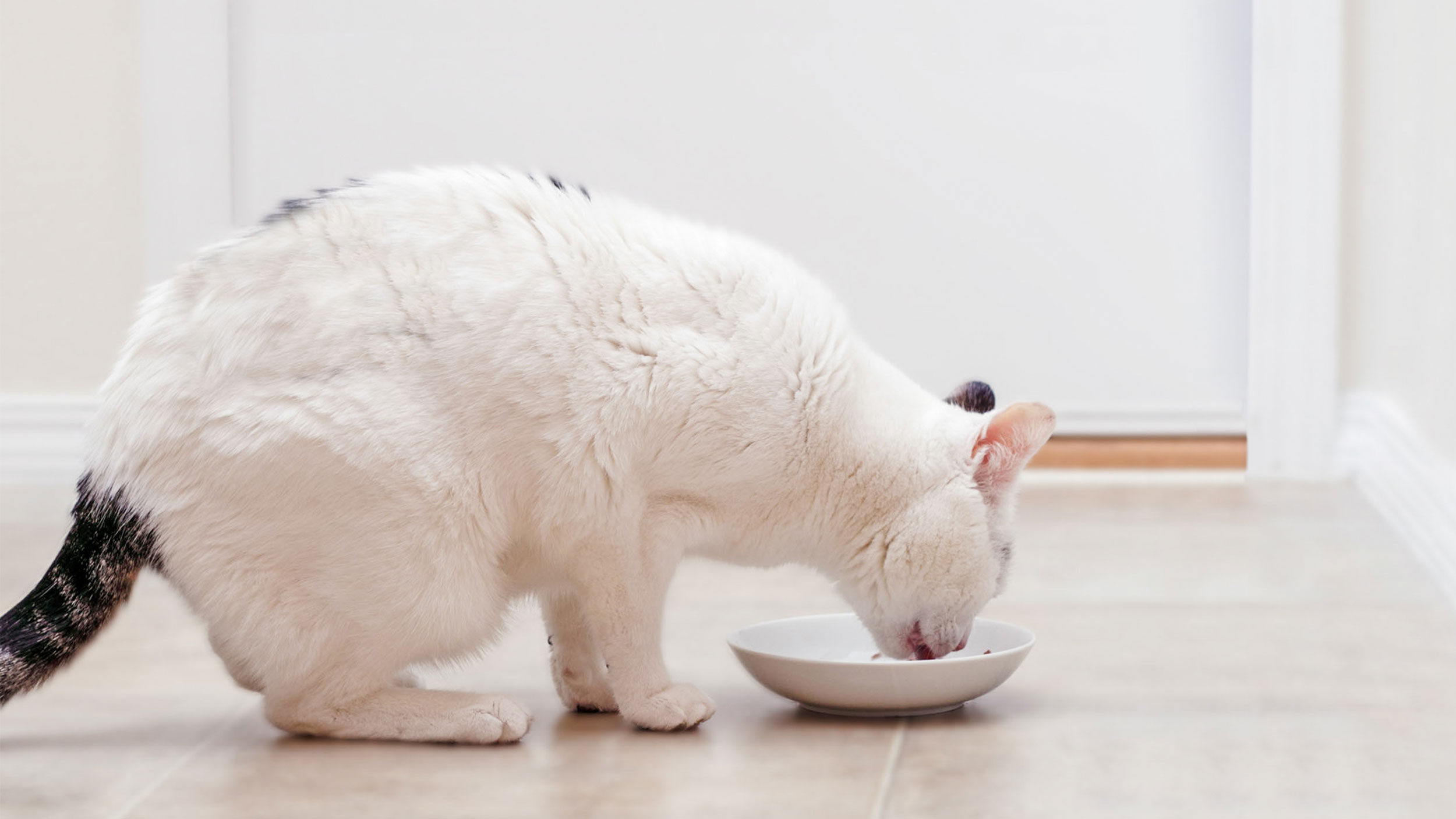 Adult cat sitting down in a kitchen eating from a white ceramic bowl.