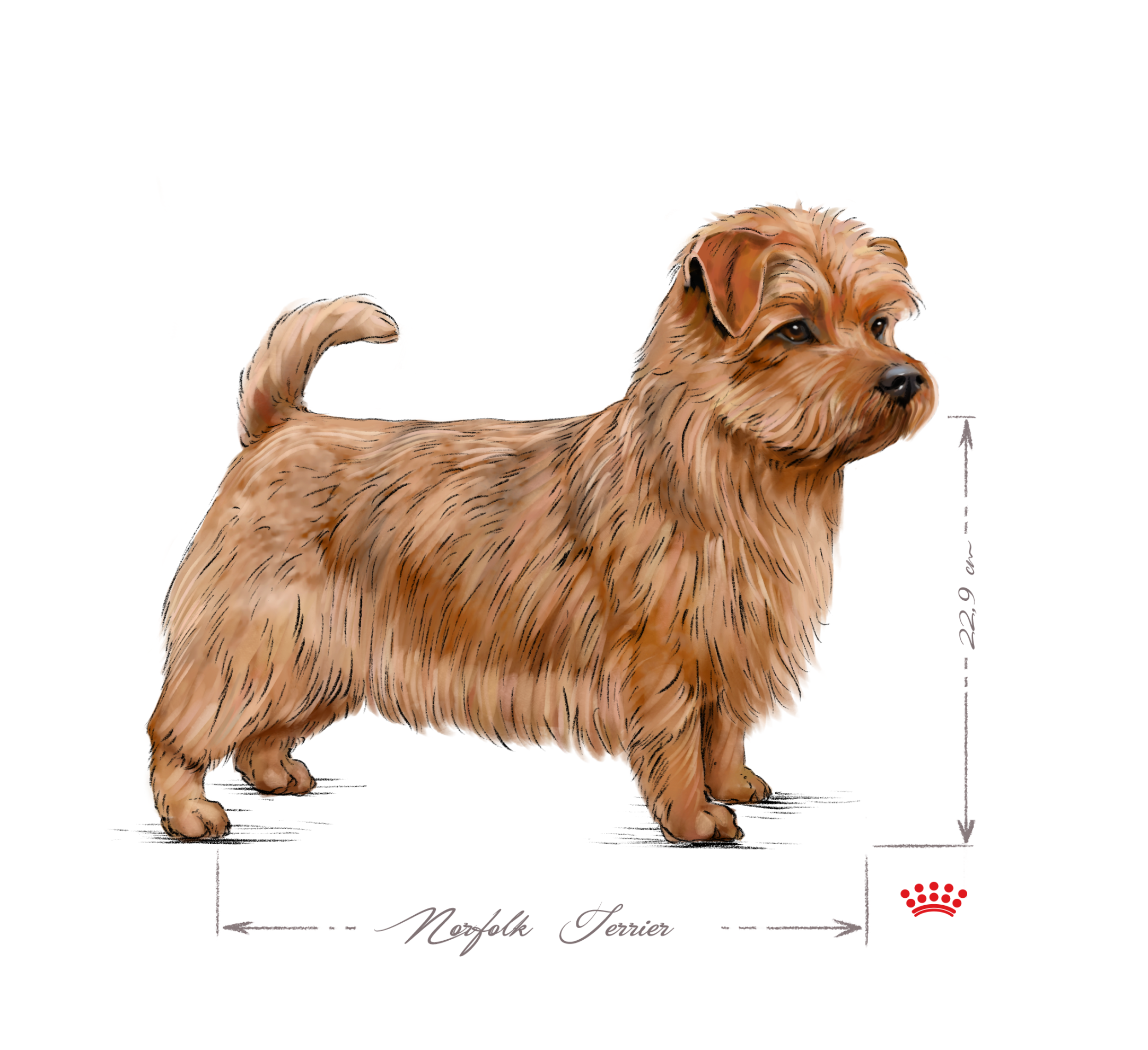 Norfolk Terrier adult black and white