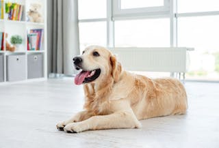 Perro Golden Retriever acostado en el suelo de una sala jadeando.