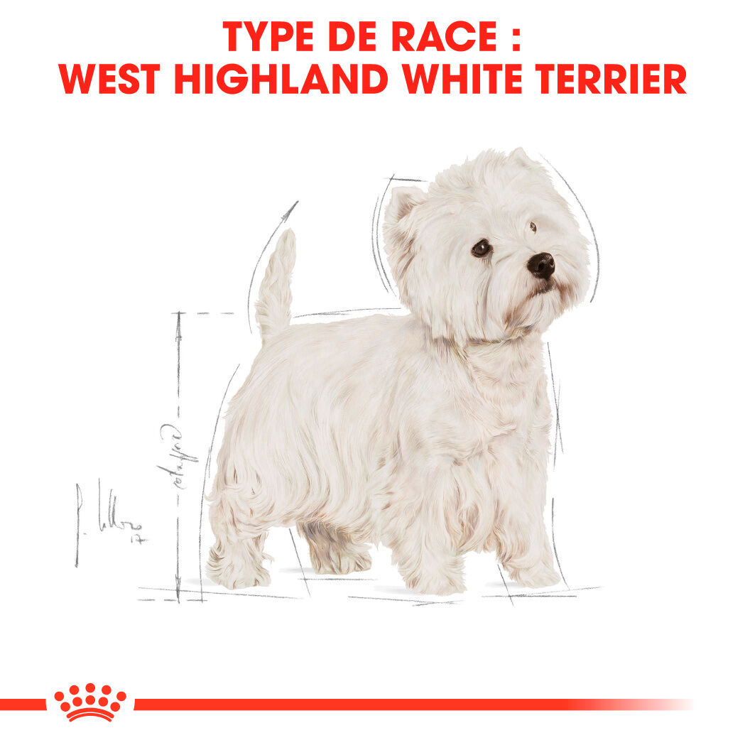 West Highland White Terrier Adult