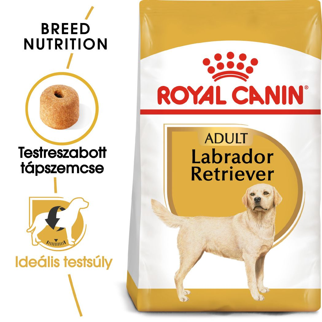 Labrador Retriever Adult