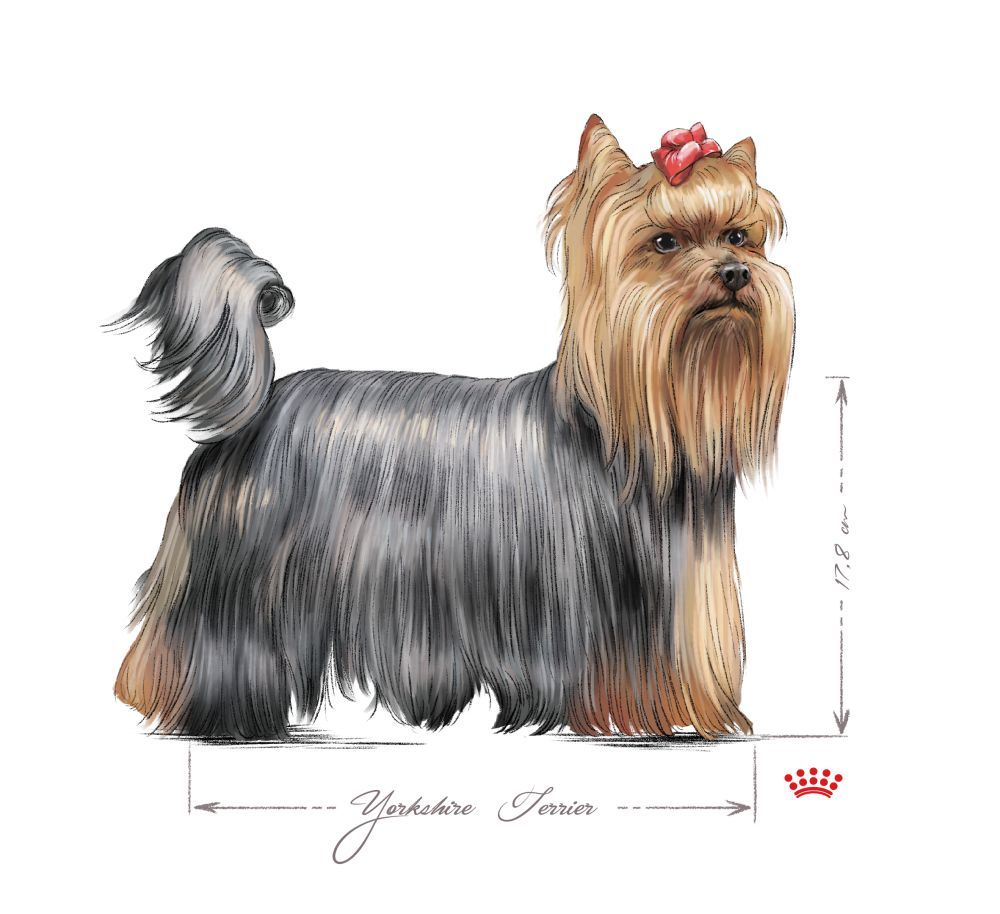 Yorkshire Terrier adulto in bianco e nero su sfondo bianco