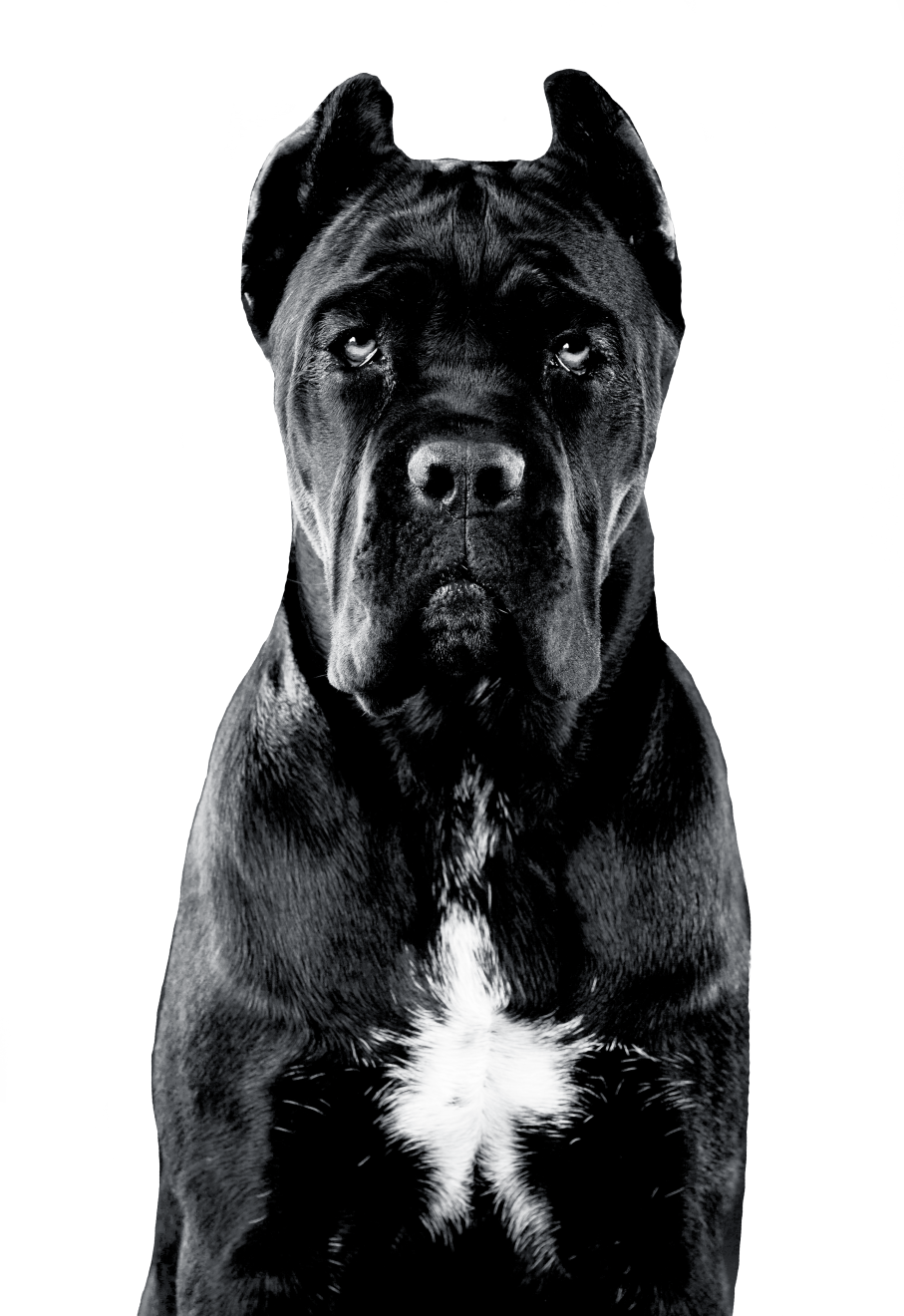 Black and white front on portrait of a Cane Corso