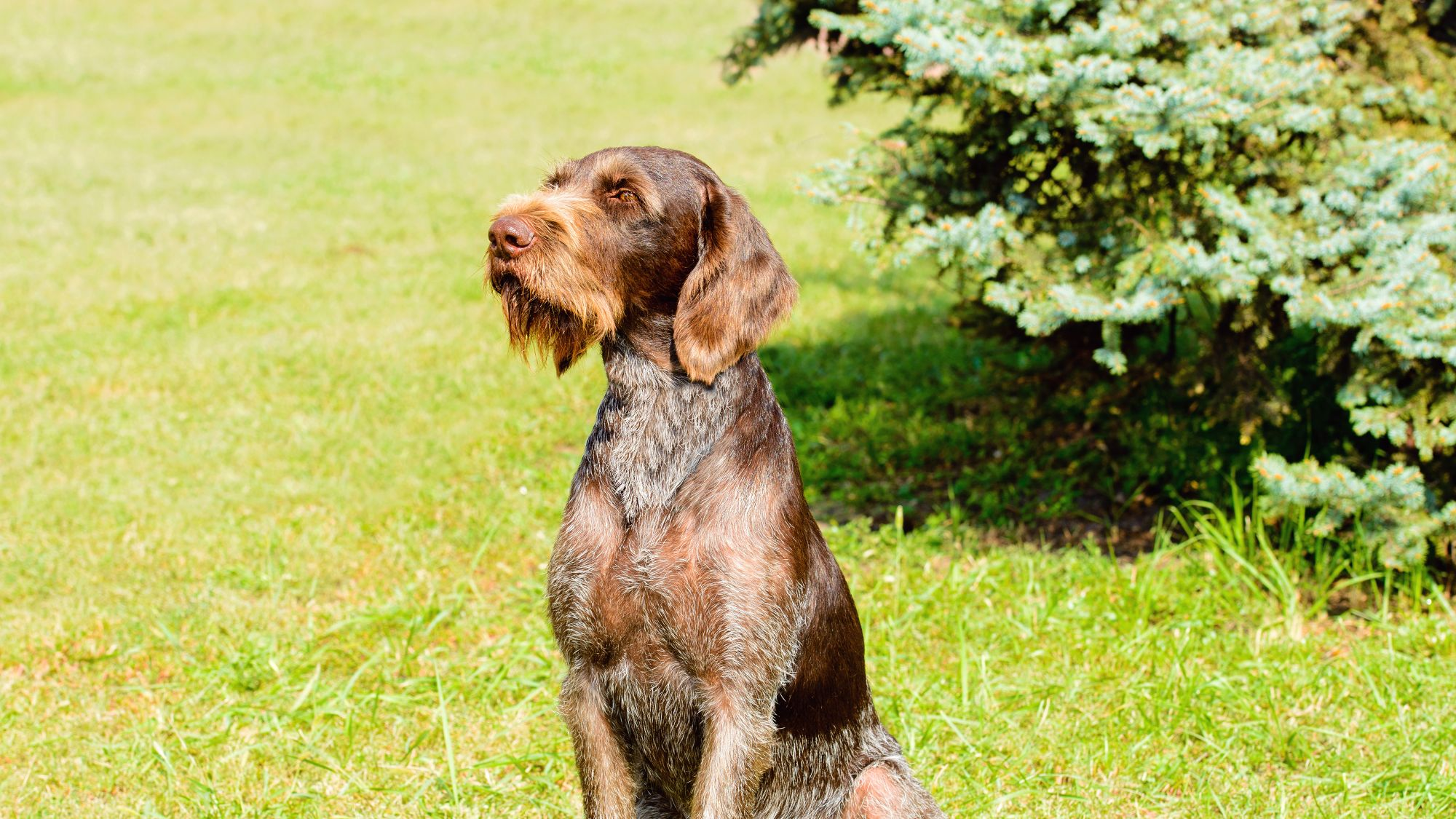 German Wirehaired Pointing Dog sat feet together looking up to the sky
