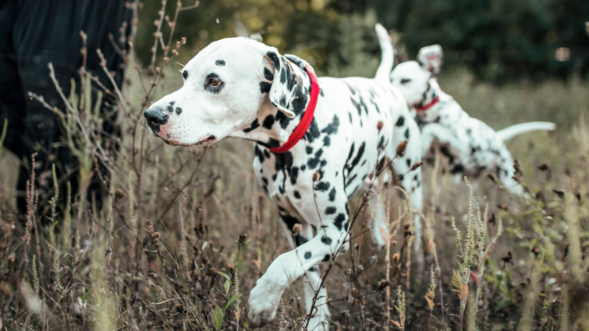 Young adult Dalmatians running through long grass and plants outdoors