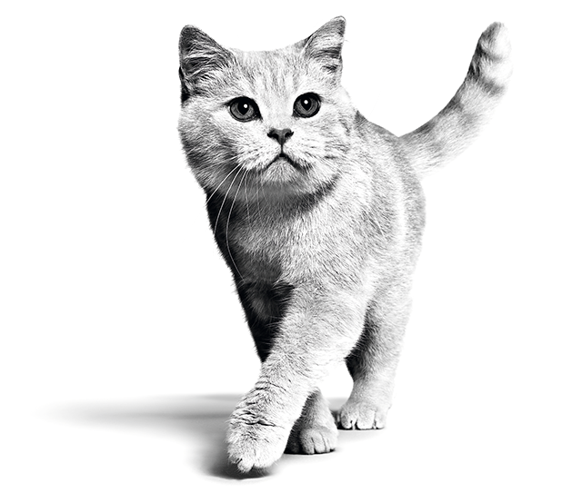 British Shorthair Adult sitting in black and white on white background