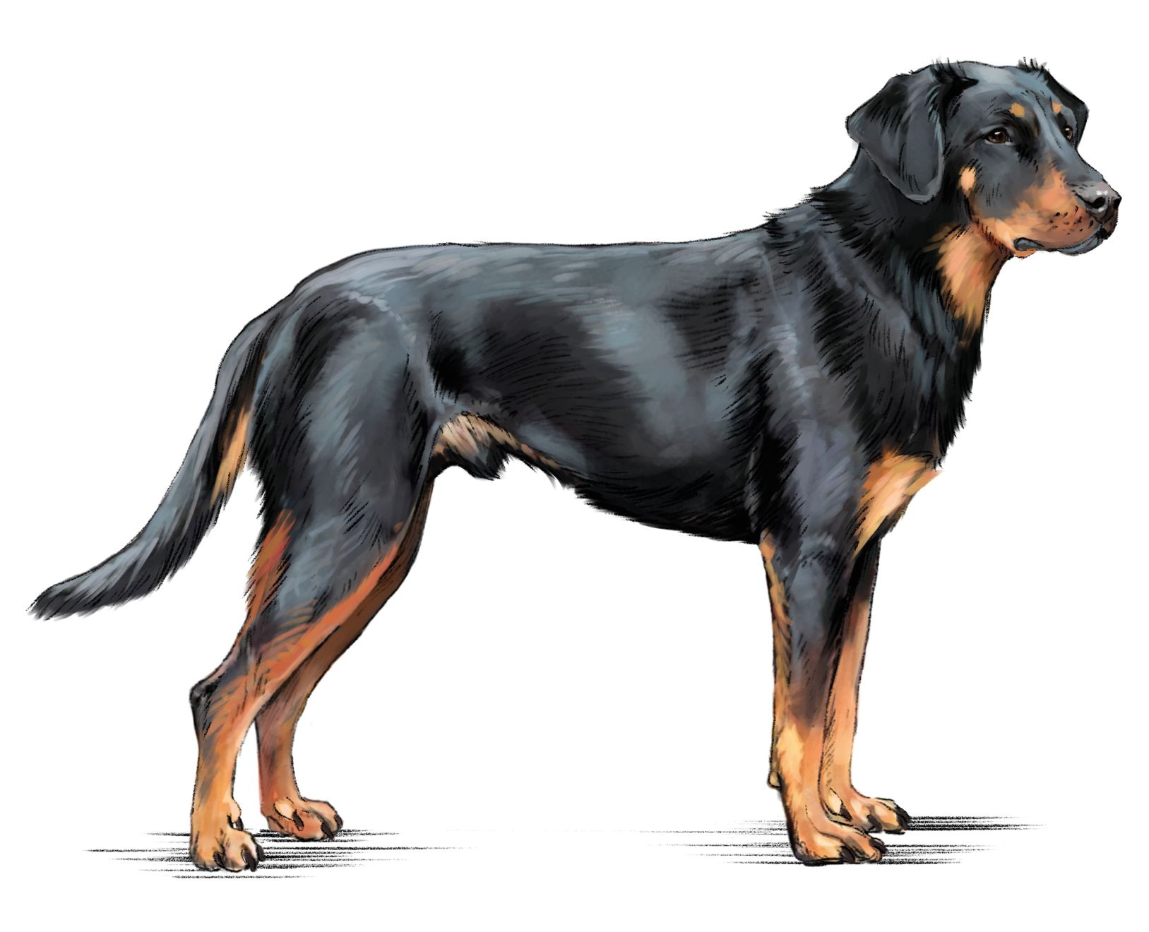 beauce-sheep-dog-da-vinci