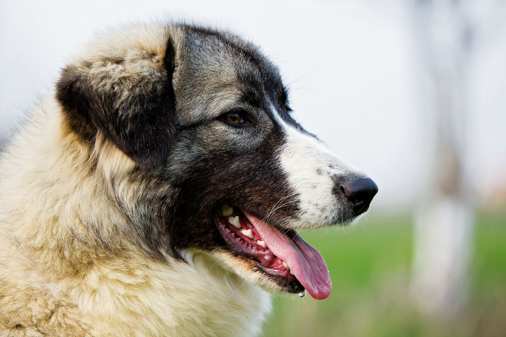 Close-up of Romanian Carpathian Shepherd with tounge out