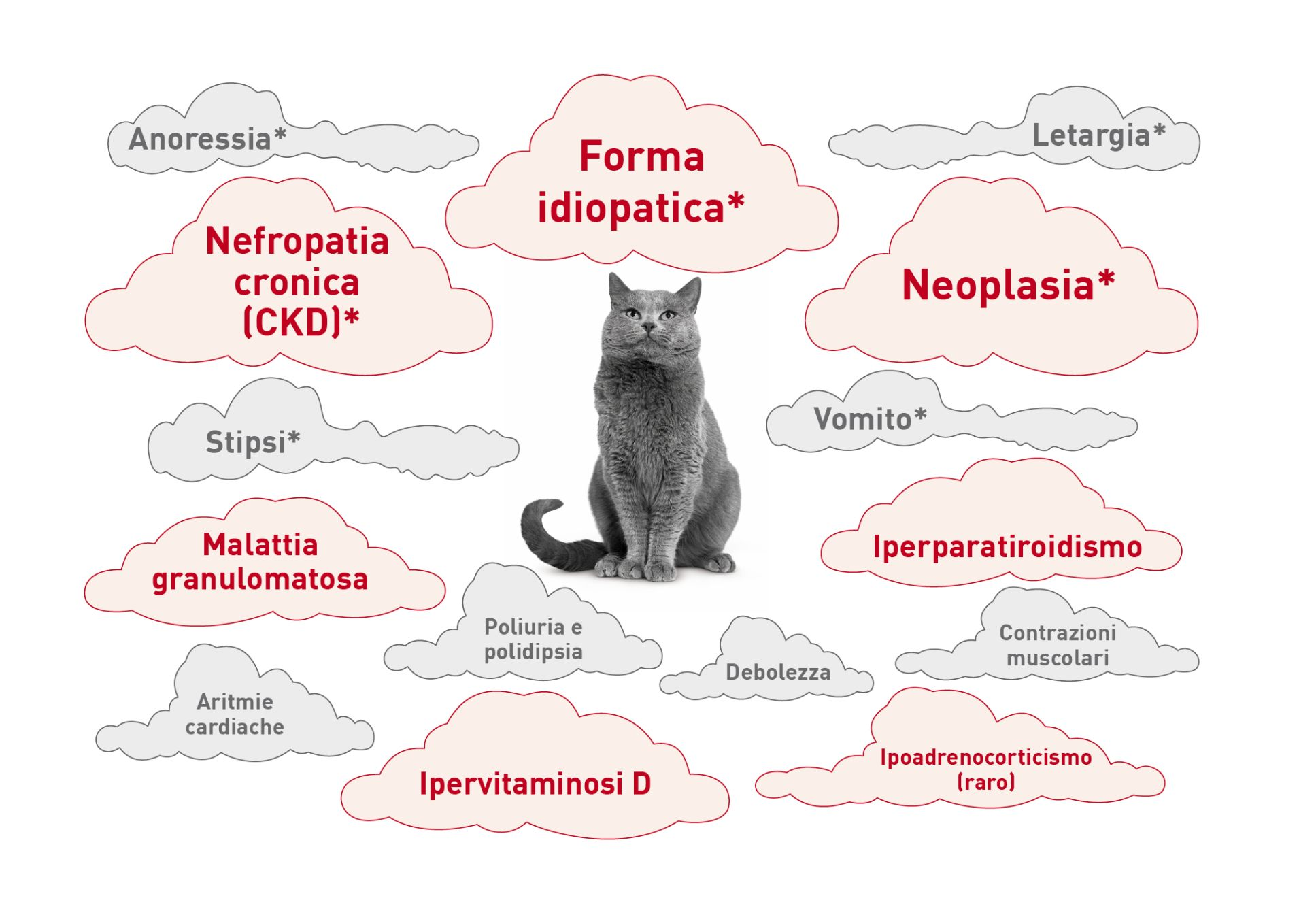 Nuvole di parole intorno a un gatto che mostrano le eziologie e i segni comuni dell’ipercalcemia