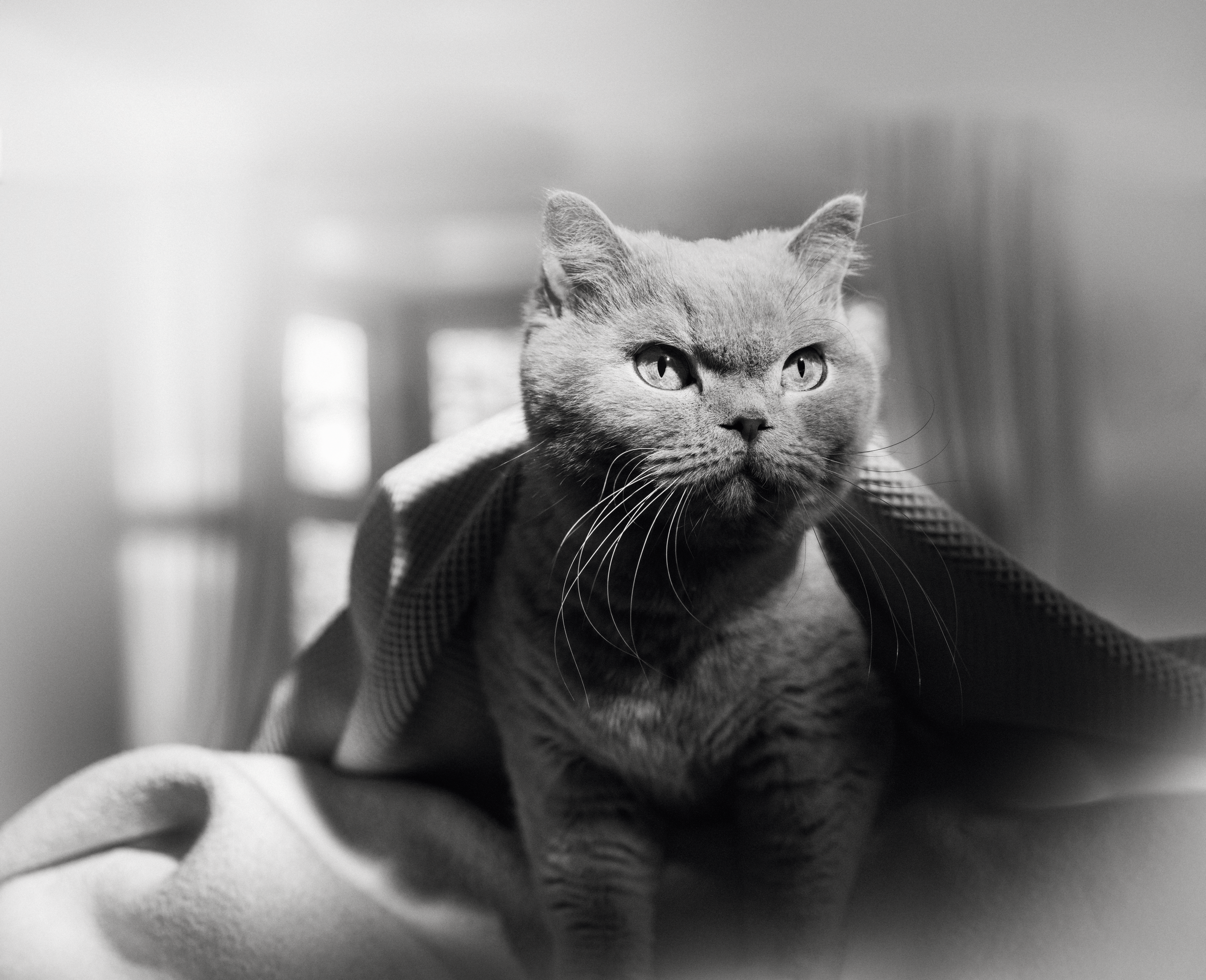 British Shorthair en noir et blanc