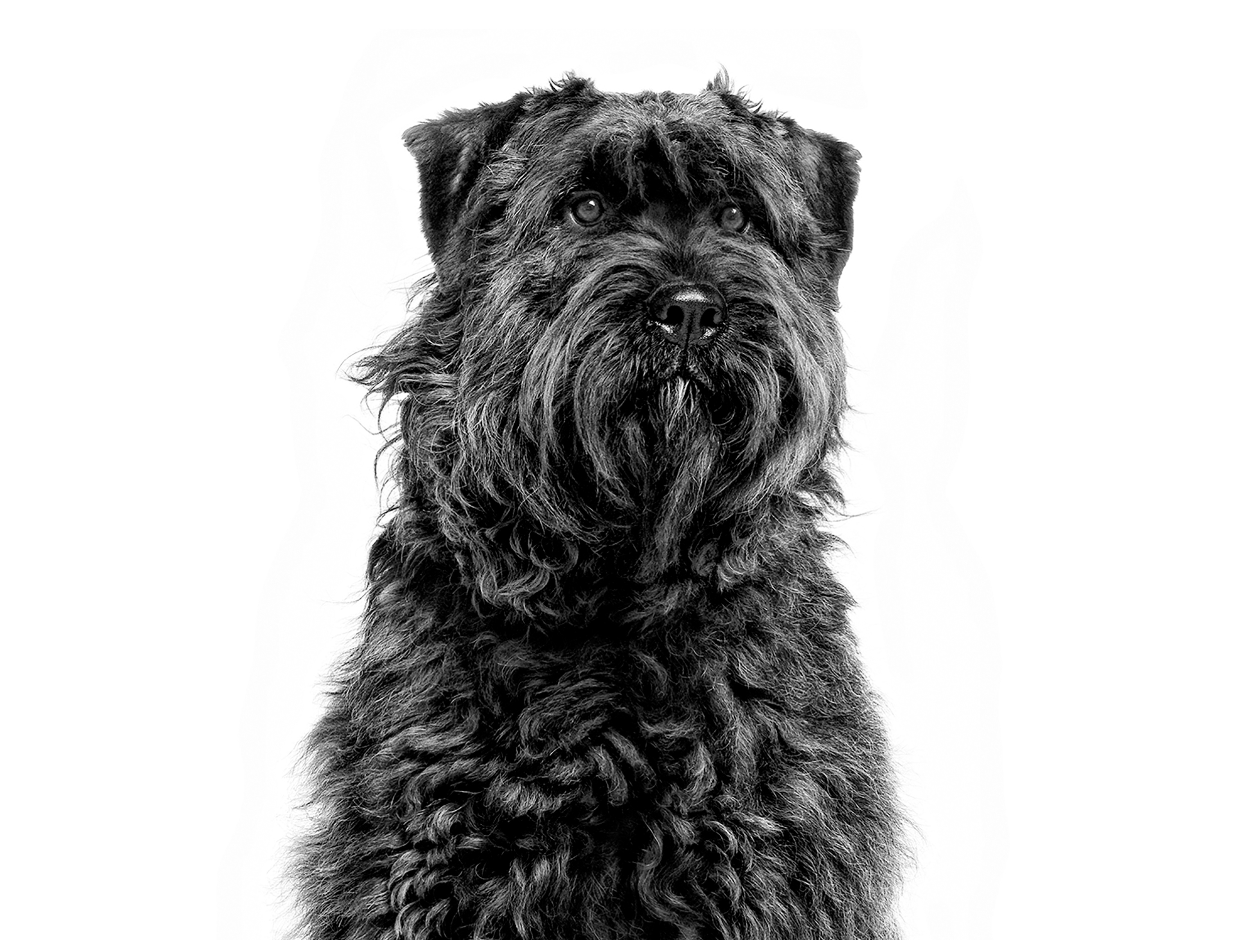 bouvier des flandres