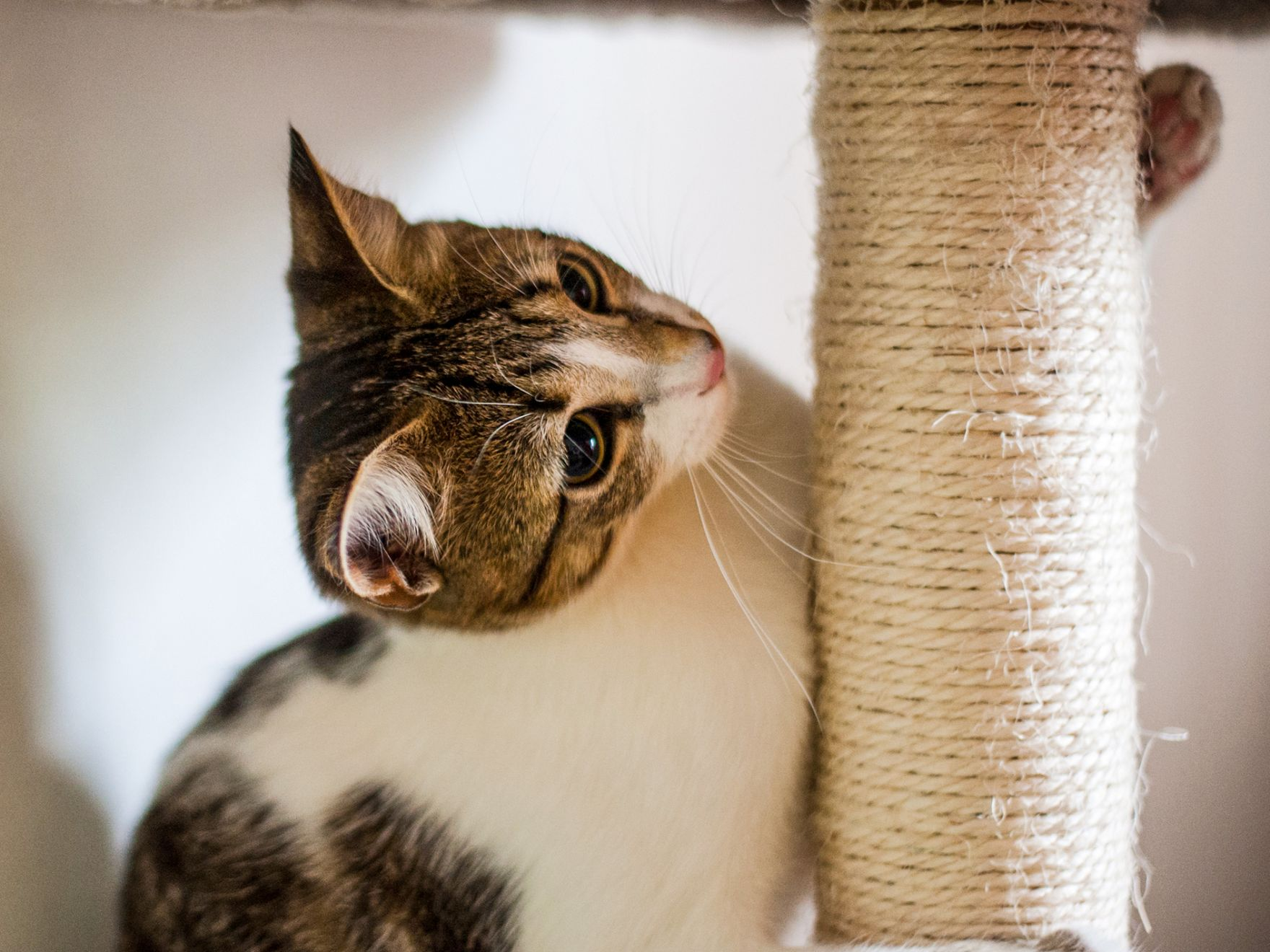 Volwassen kat met behulp van een krabpaal binnenshuis