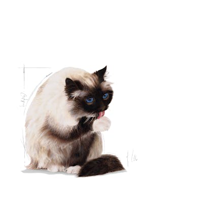 HAIRBALL_FACING_ILLUSTR_FCN16