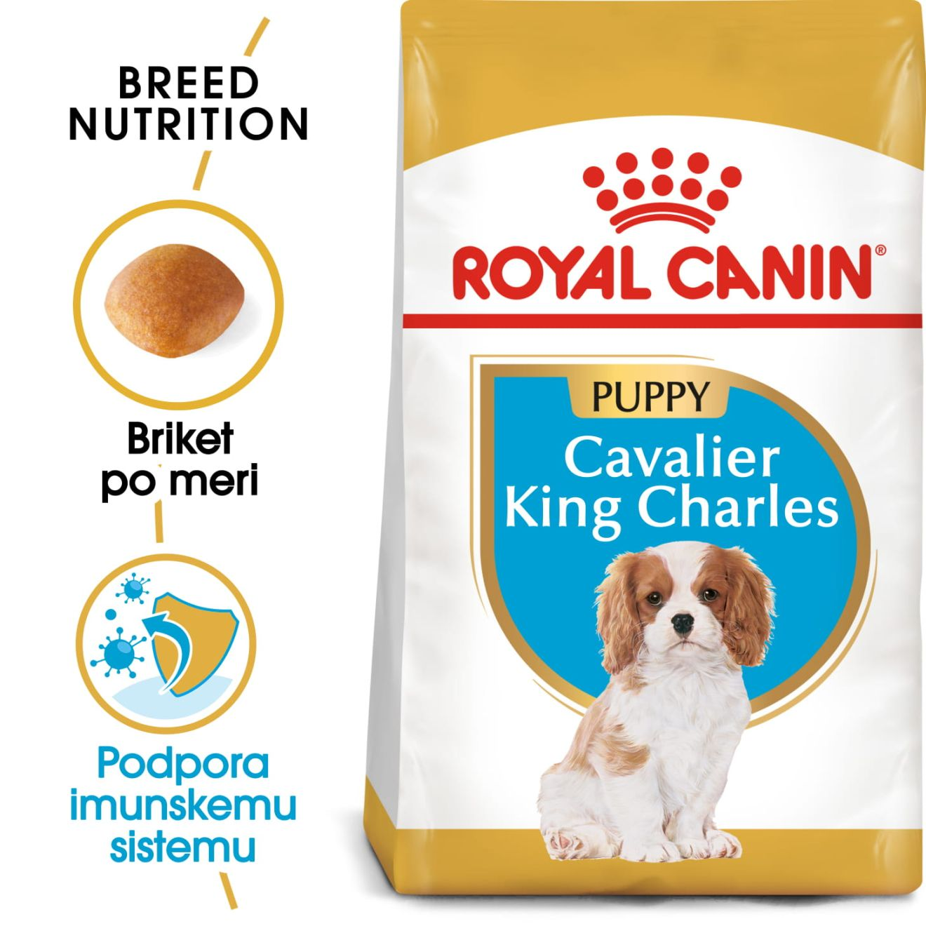 Cavalier King Charles Puppy