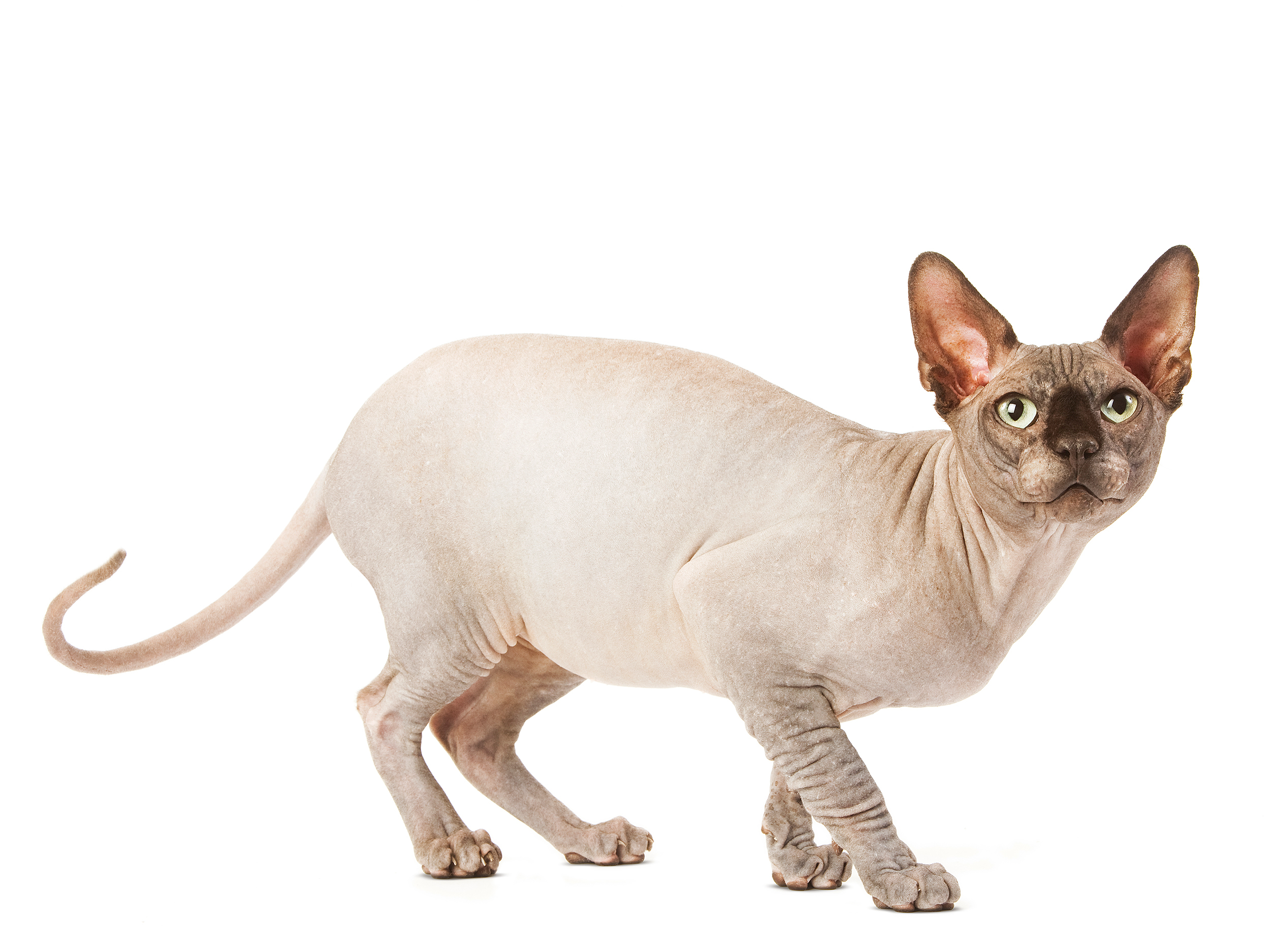 Sphynx Royal Canin