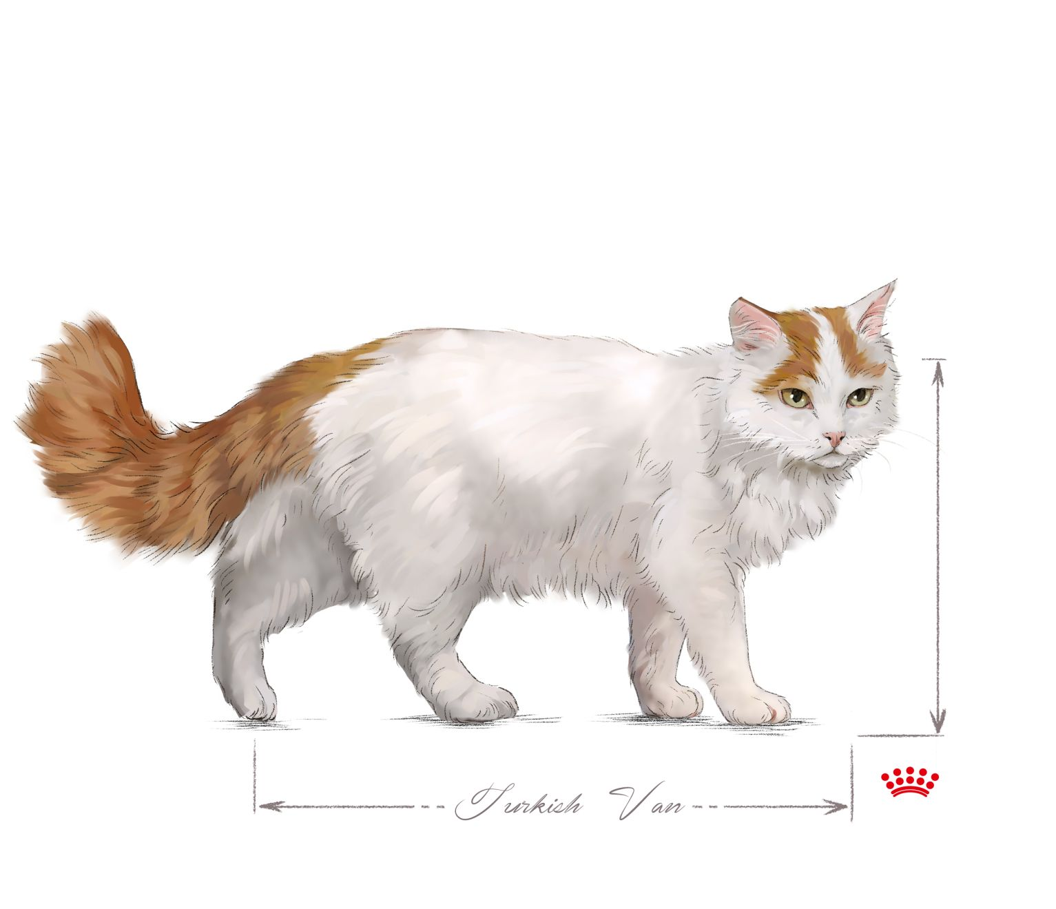 Turkish Van adult in black and white