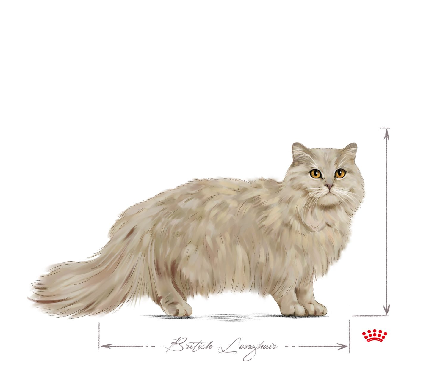 British Longhair adult sitting