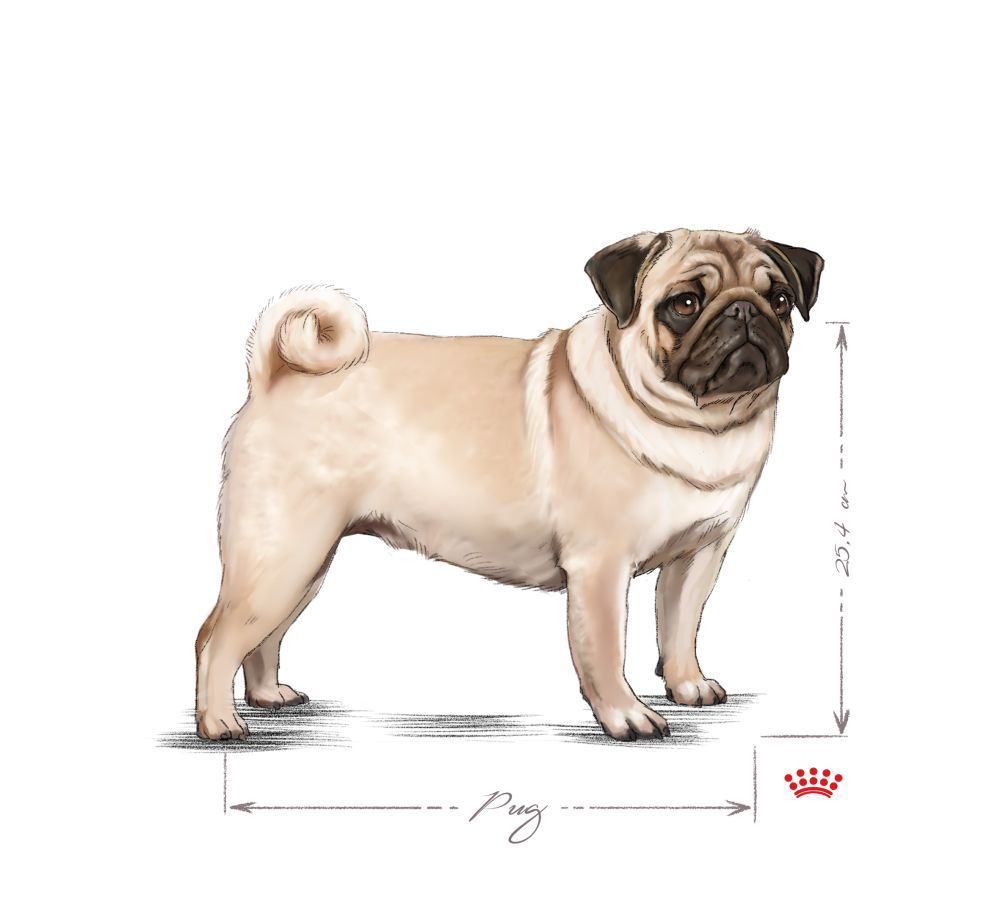 Pug adult sitting in black and white on a white background