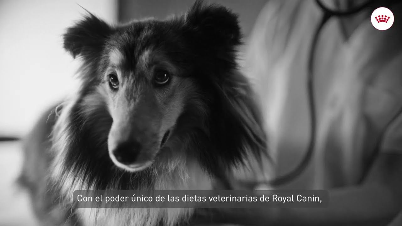 El poder de la dietas veterinarias de Royal Canin