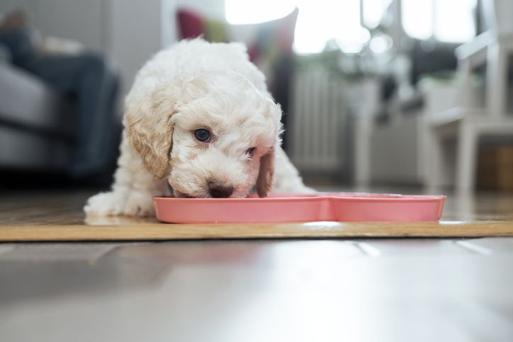 Petit chien d'eau romagnol en train de manger