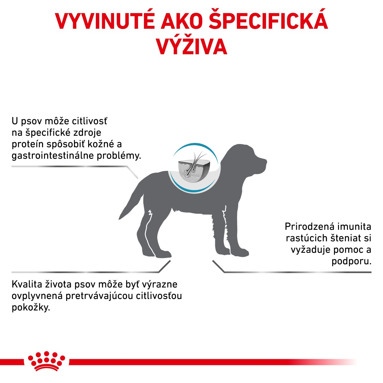  Hypoallergenic Puppy 