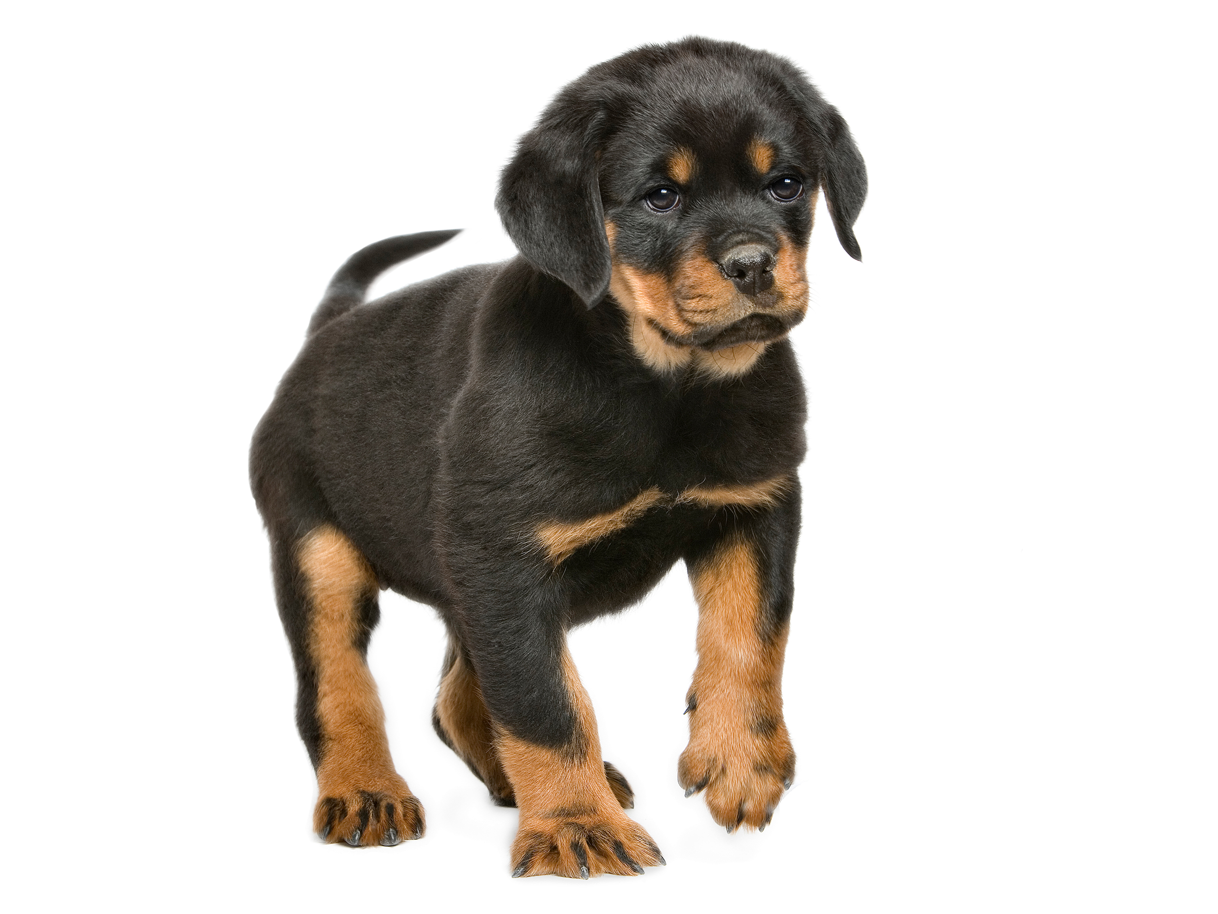 Rottweiler Royal Canin