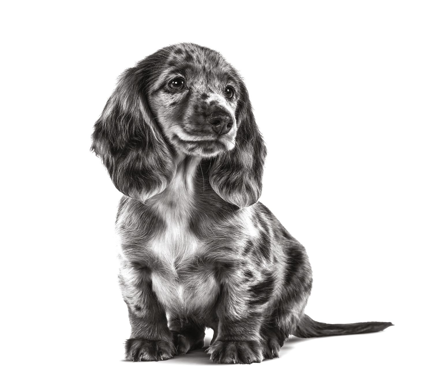 Dachshund puppy in black and white