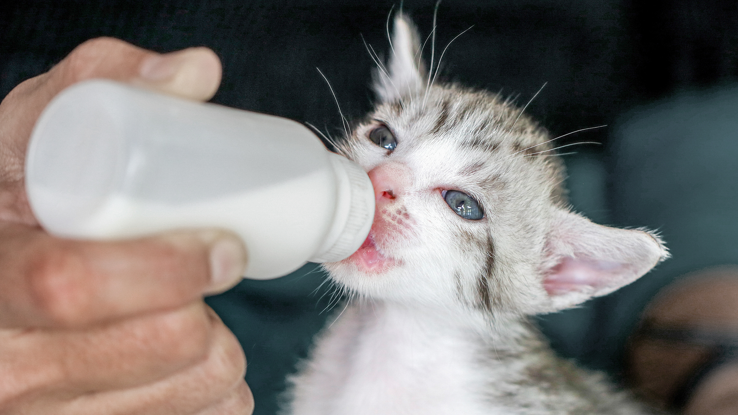 Newborn cat sitting down drinking from a feeding bottle.