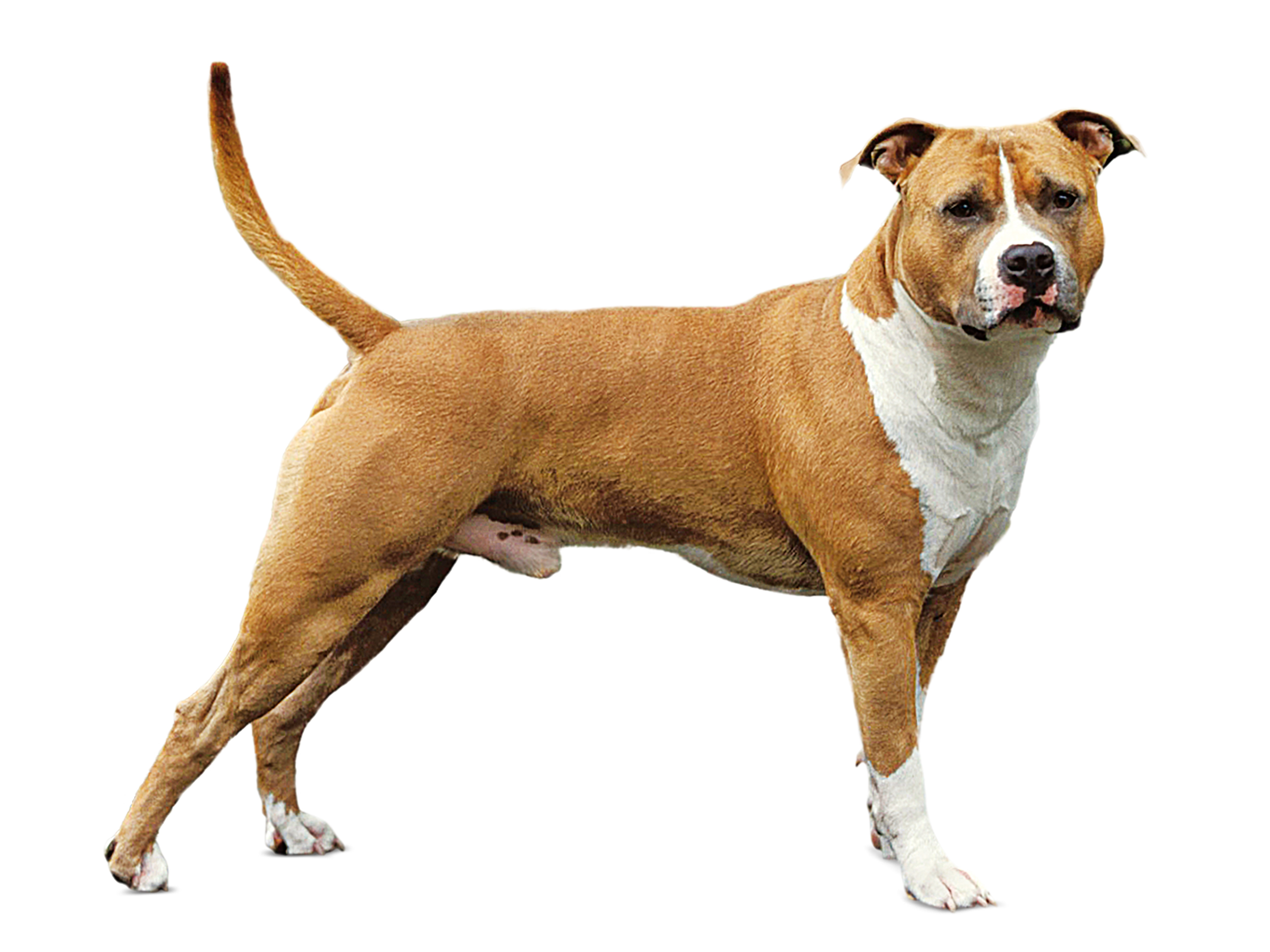 American Staffordshire Terrier adult standing