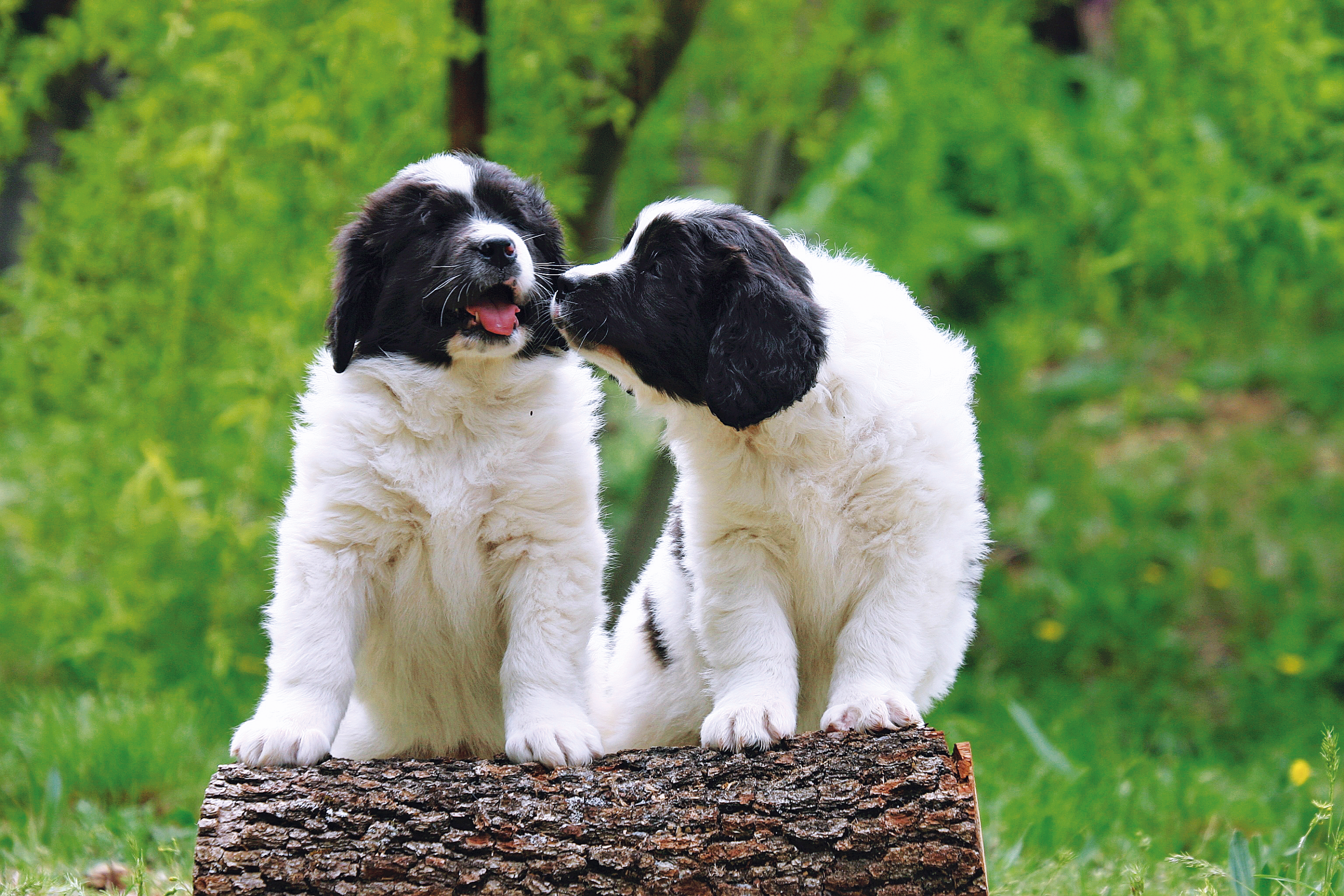 Two Landseer dogs facing camera