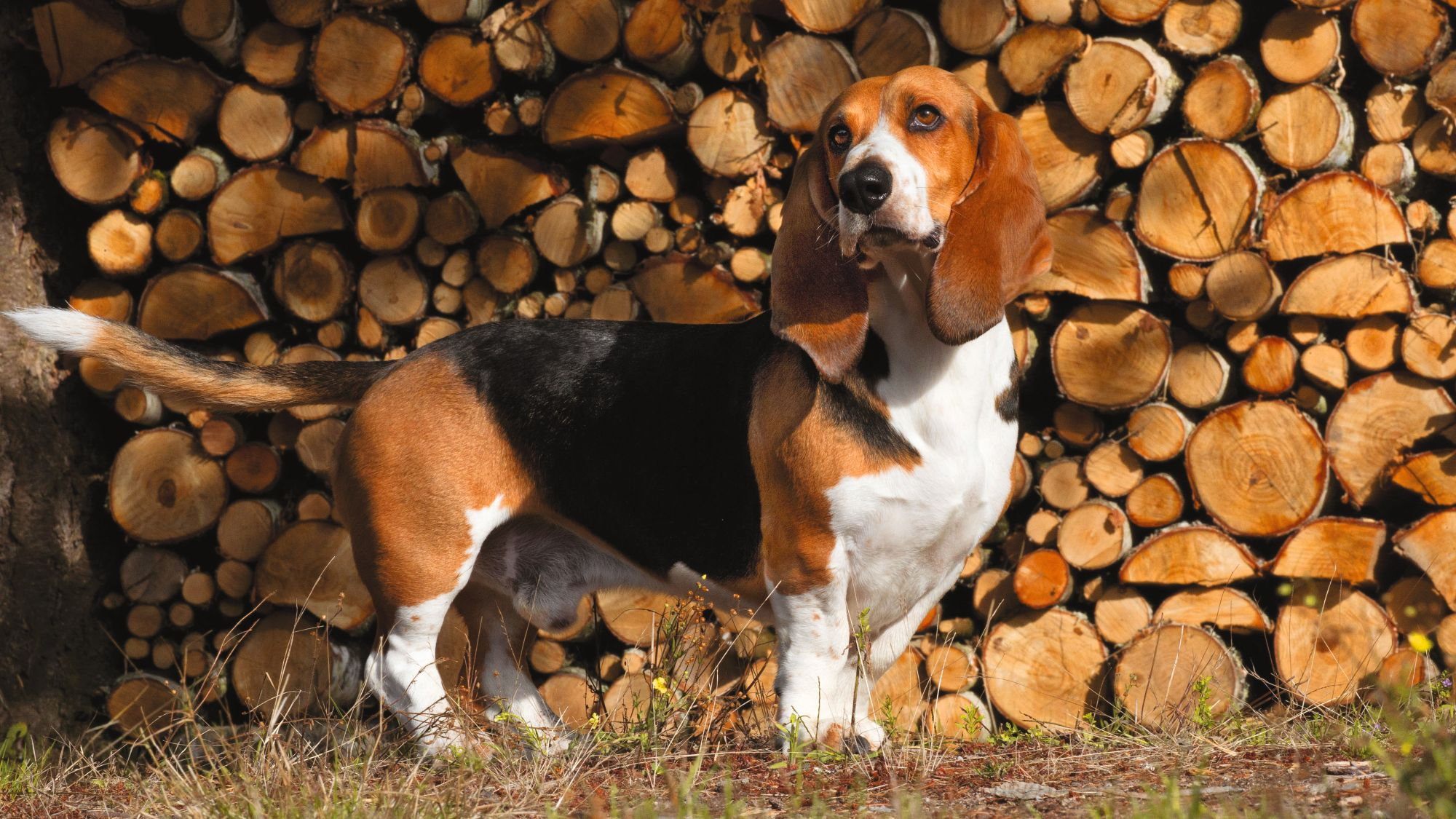 Basset Artesien Normand stood in front of stacked up logs