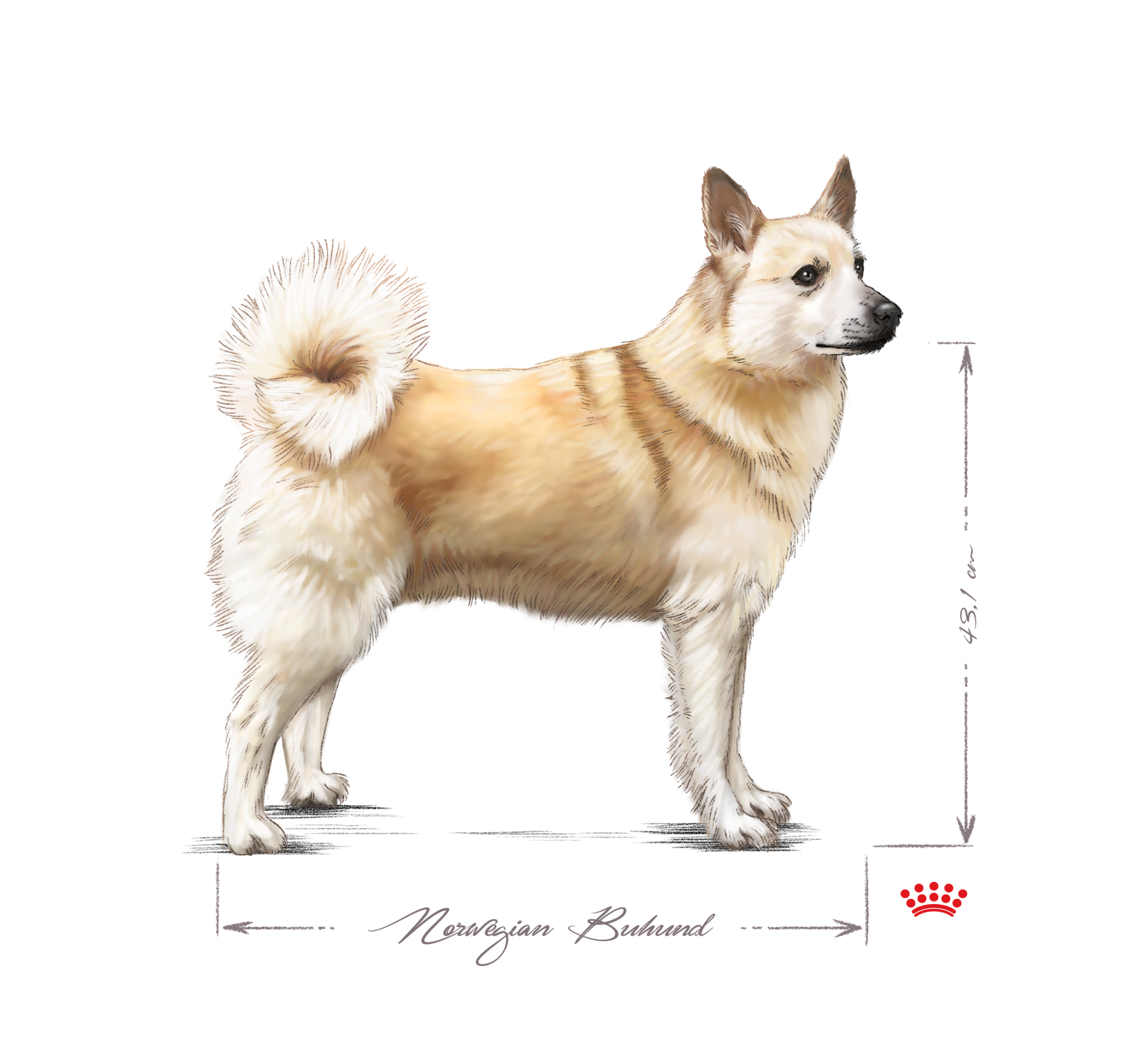 Norwegian Buhund adult black and white 