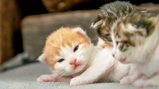 Newborn kittens lying together on a blanket