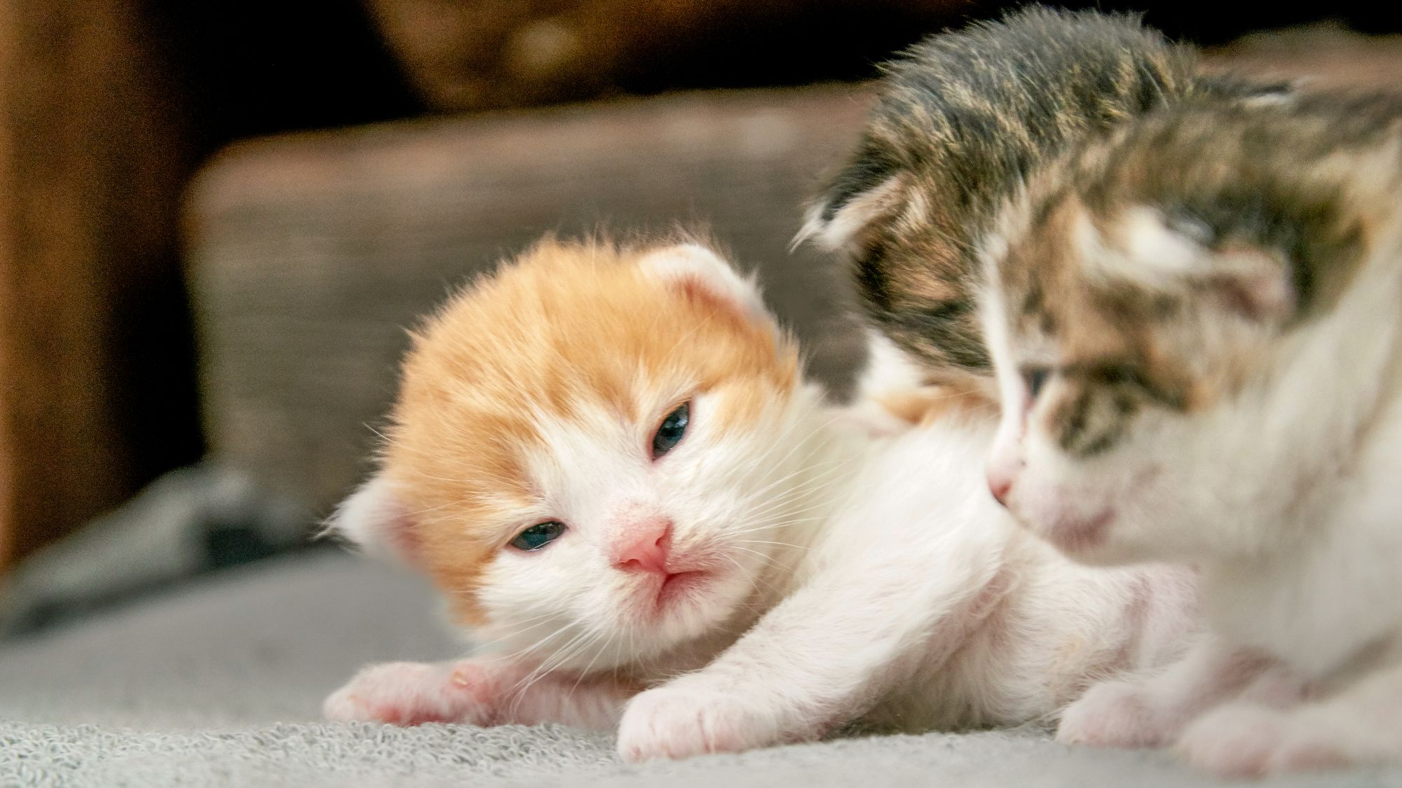 Newborn kittens lying together on a blanket