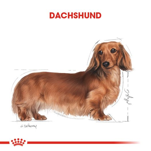 Dachshund Adult