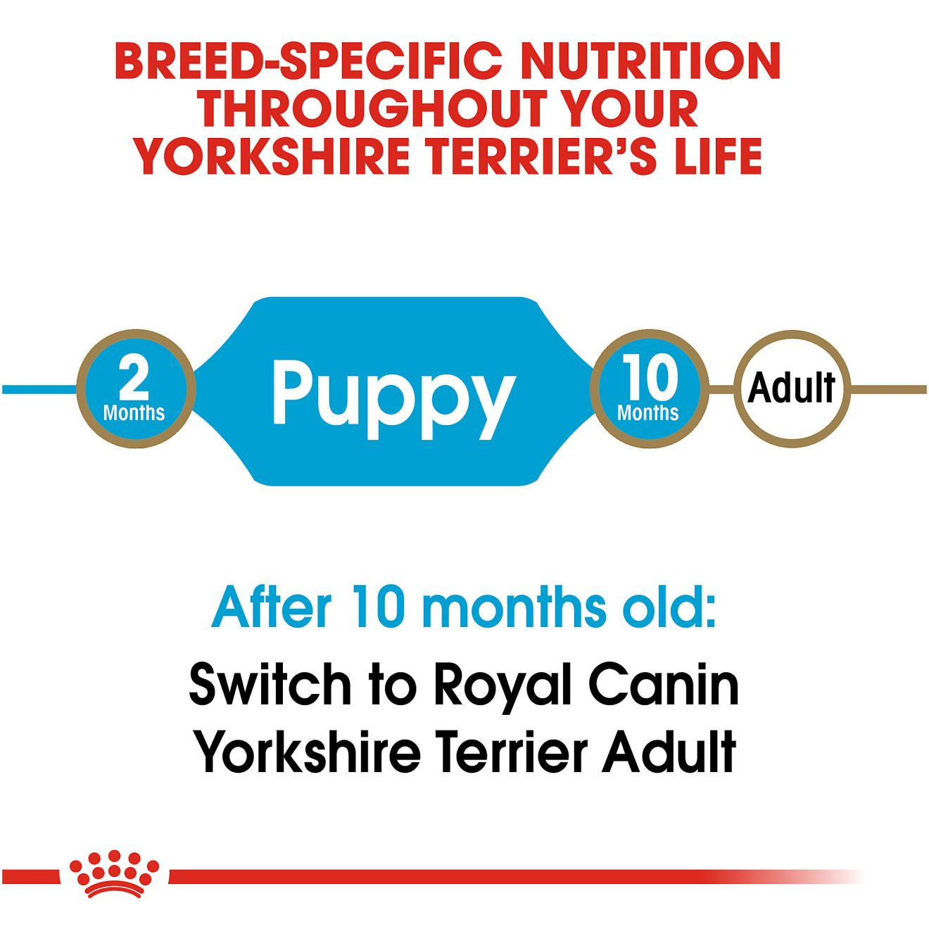 Yorkshire Terrier Puppy Dry Dog Food
