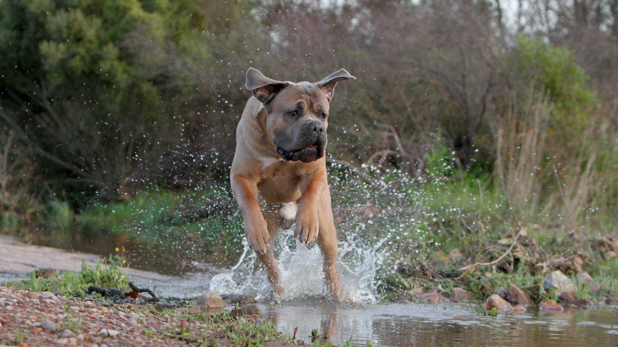 Cane Corse rent spetterend door een beekje