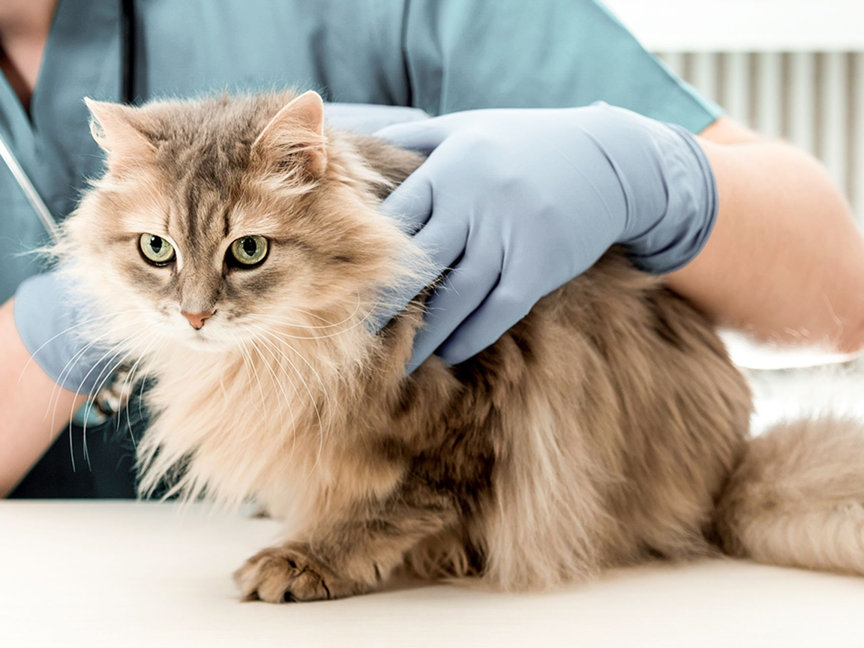 Cat being assessed by a vet