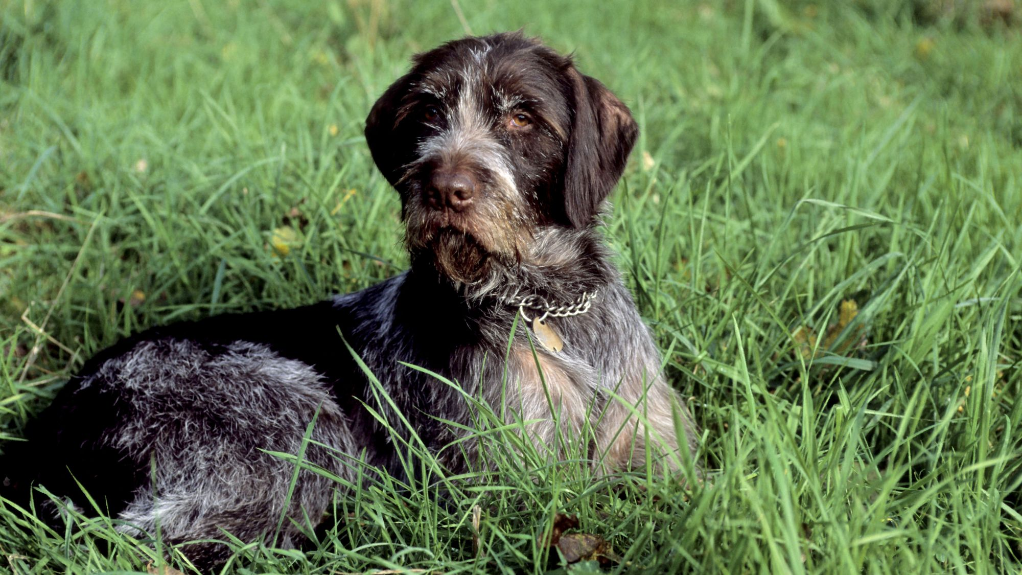 German Wirehaired Pointing Dog laying in long grass with a chain collar on