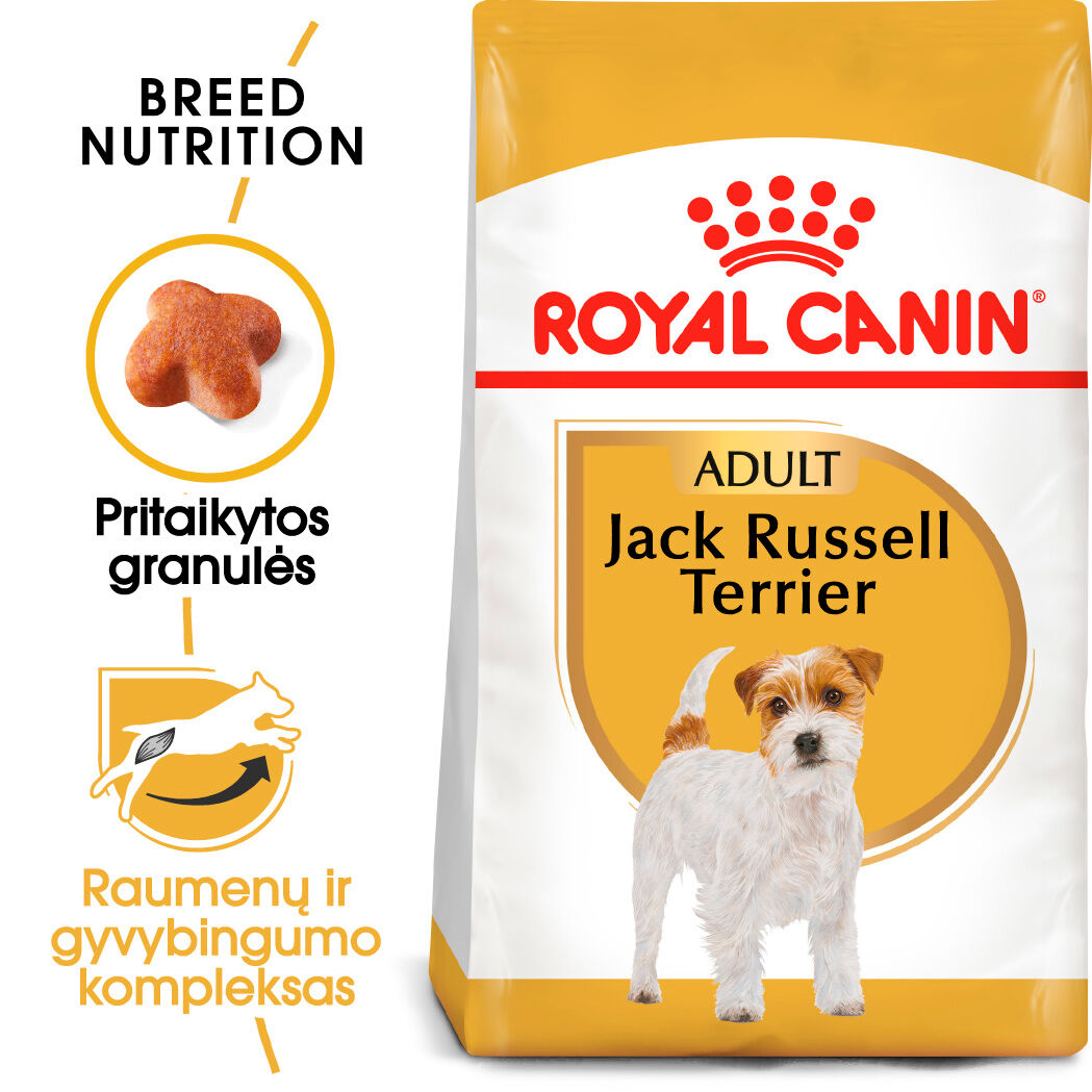 Jack Russel Adult