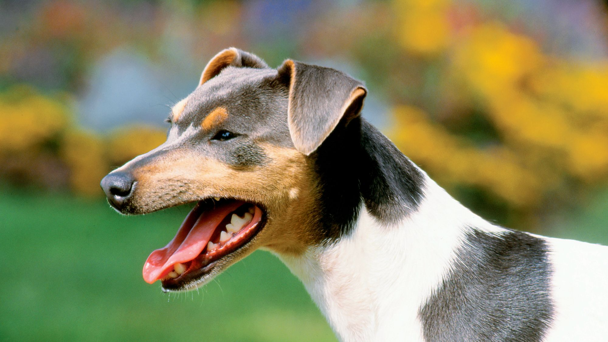 Side view close-up of Brazilian Terrier with mouth open