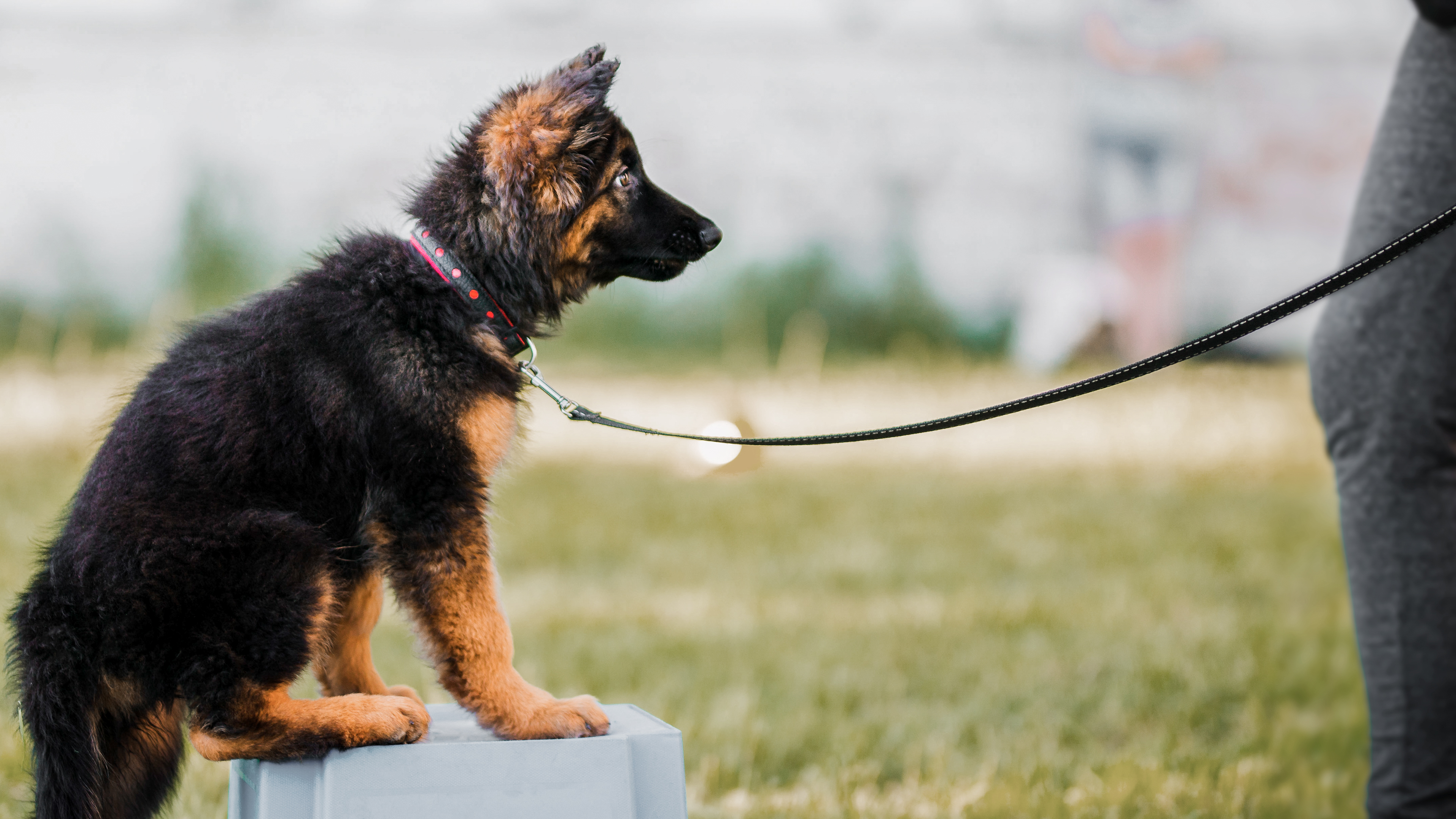 German Shepherd puppy standing on a box outdoors