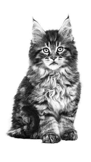 Черно-белое изображение сидящего котенка мэйн-куна на белом фоне