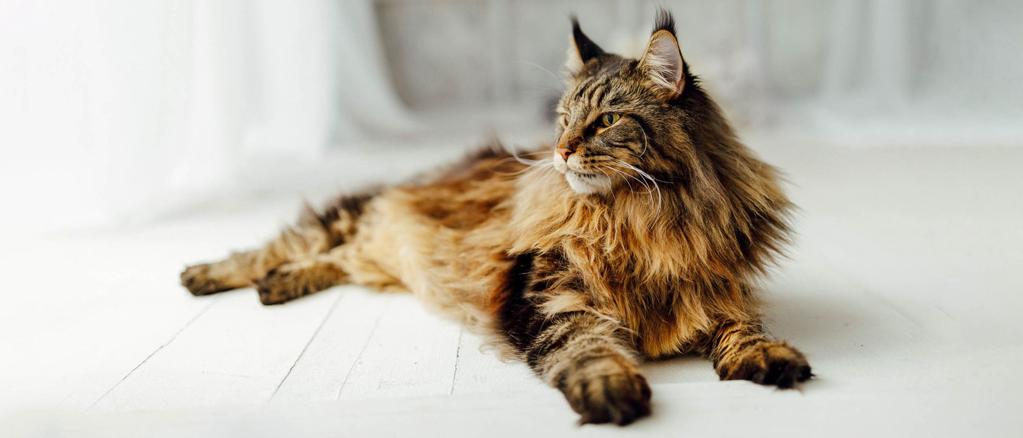 Adult Maine Coon cat lying down on wooden floor