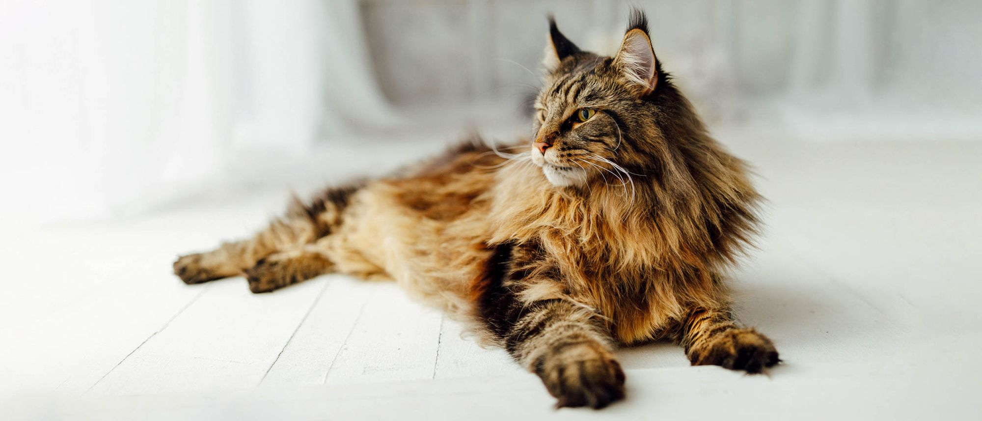 Gato Maine Coon adulto tumbado en el interior sobre un suelo de madera oscura.