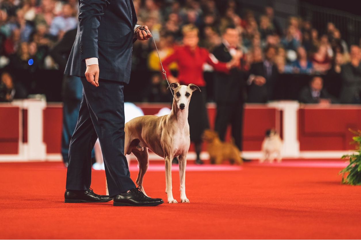 New Years Day - AKC National Championship Dog Show