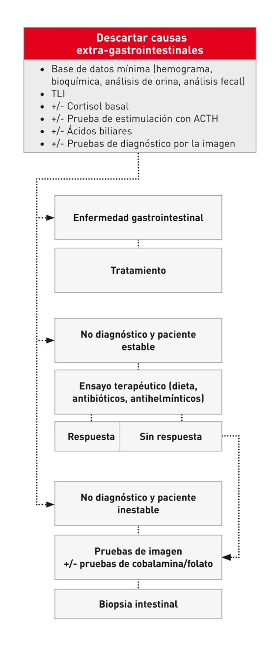 Abordaje diagnóstico para el perro con diarrea crónica de intestino delgado.