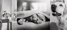 Every pet is unique